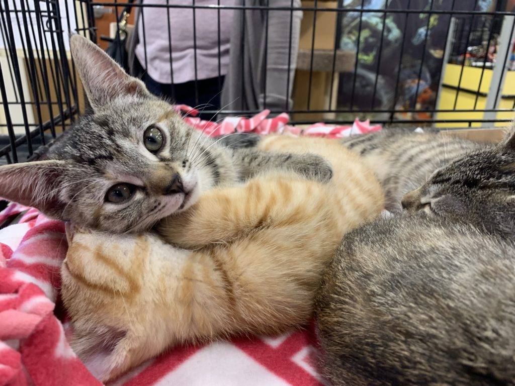 Cats Available For Adoption A R F Animal Rescue Foundation