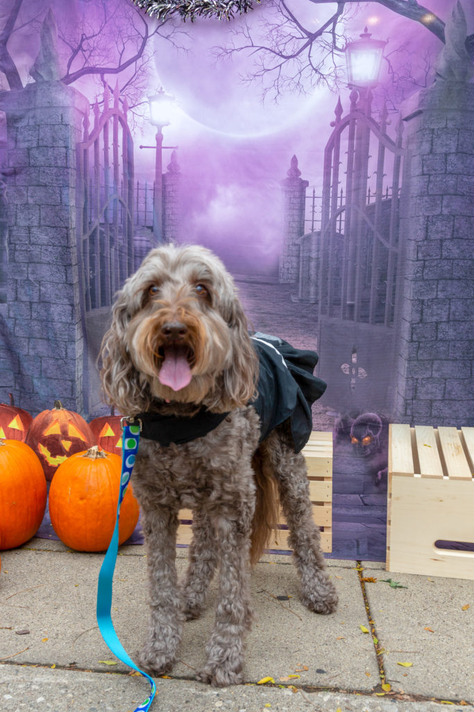 Winners of Glen Ellyn Pet Costume Parade! A.R.F.Animal Rescue Foundation