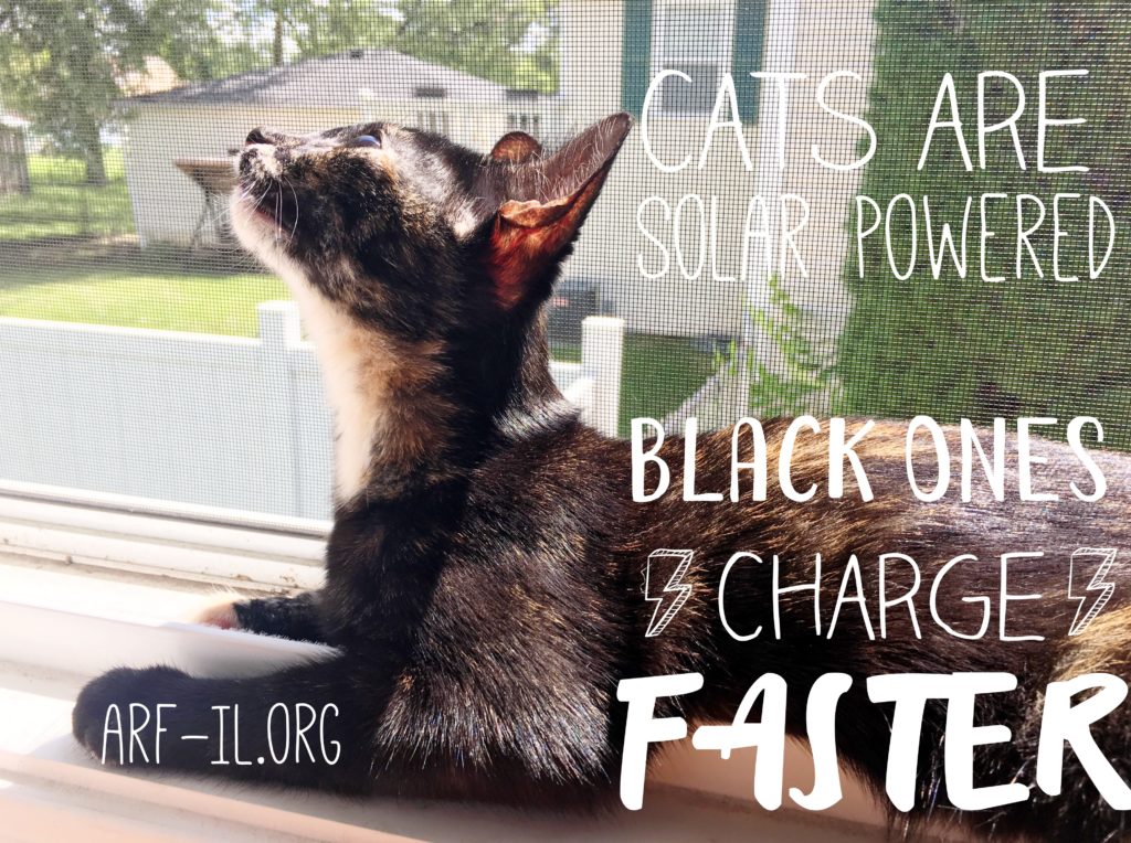 16 Reasons Why Black Cats are Awesome A.R.F.Animal Rescue Foundation