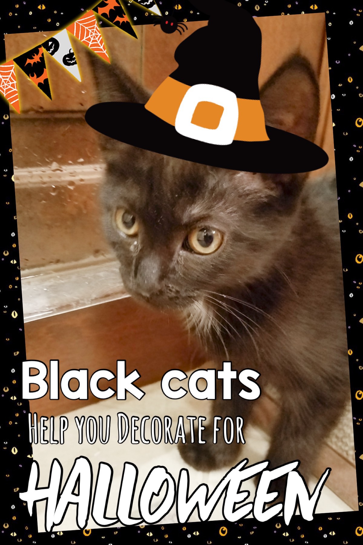 16 Reasons Why Black Cats are Awesome A.R.F.Animal Rescue Foundation