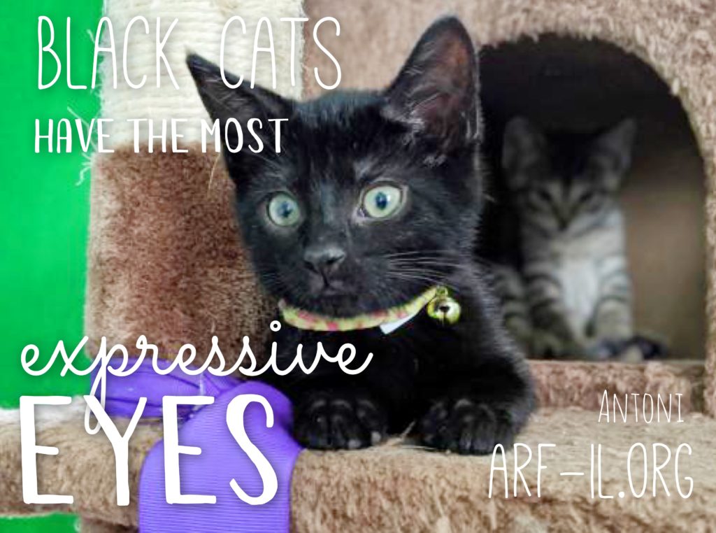 16 Reasons Why Black Cats are Awesome A.R.F.Animal Rescue Foundation