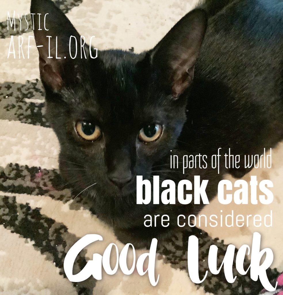 16 Reasons Why Black Cats are Awesome A.R.F.Animal Rescue Foundation