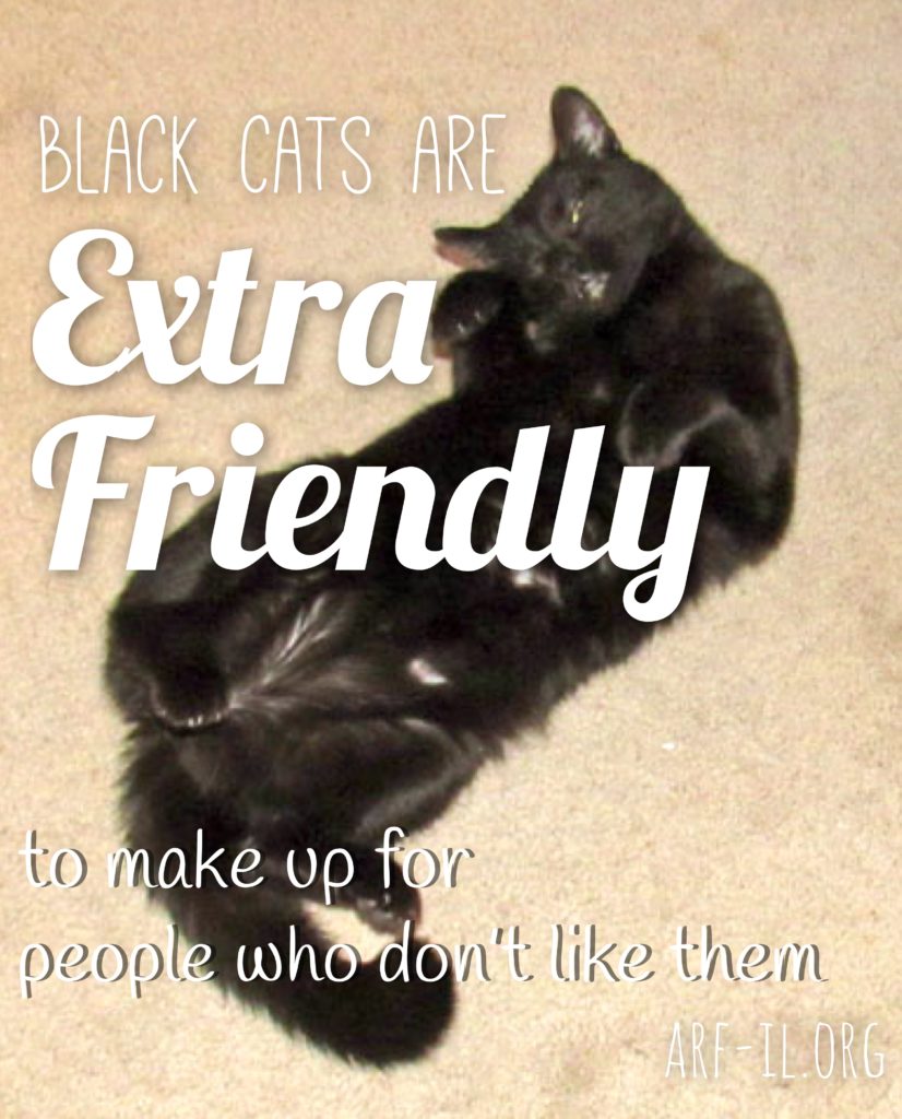 16 Reasons Why Black Cats are Awesome A.R.F.Animal Rescue Foundation