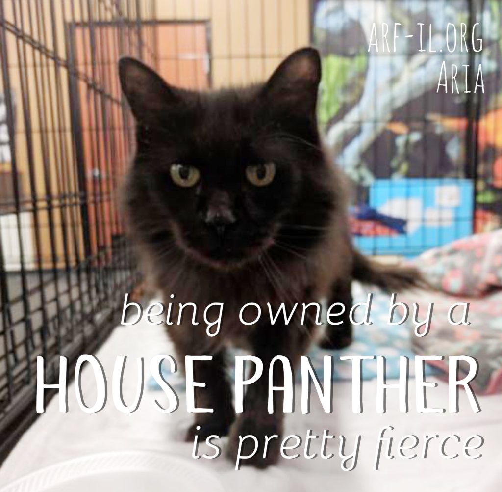 16 Reasons Why Black Cats are Awesome A.R.F.Animal Rescue Foundation