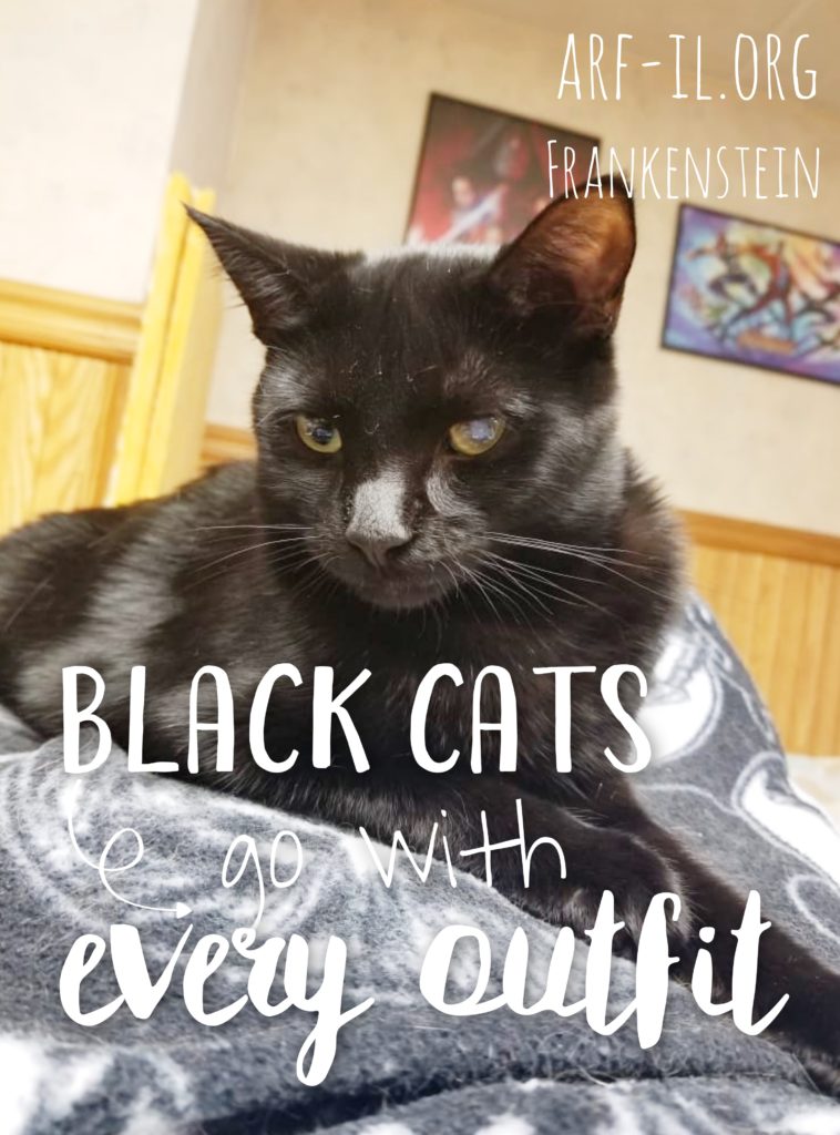 16 Reasons Why Black Cats are Awesome A.R.F.Animal Rescue Foundation