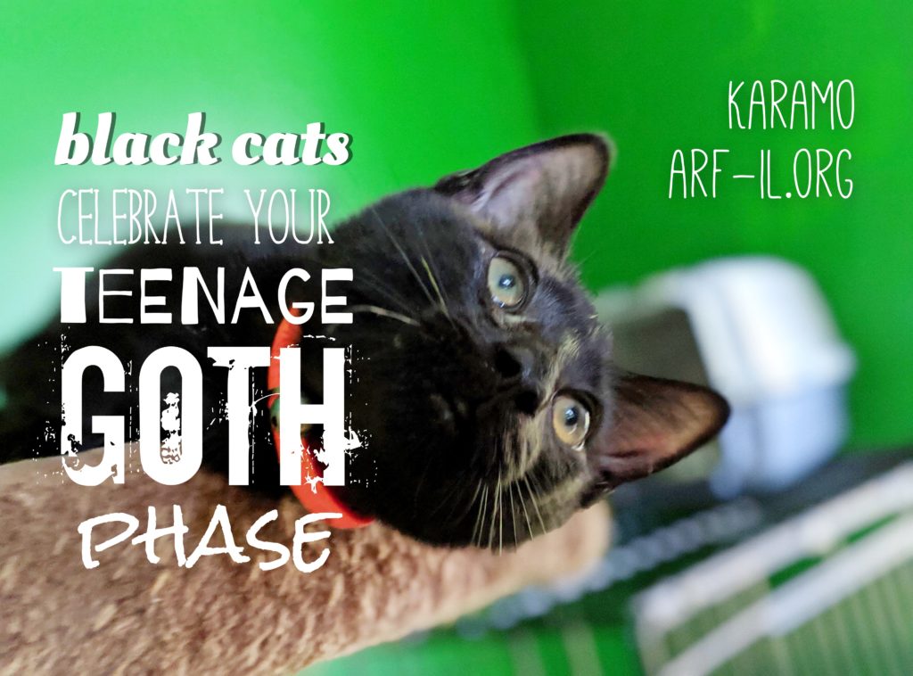 16 Reasons Why Black Cats are Awesome A.R.F.Animal Rescue Foundation