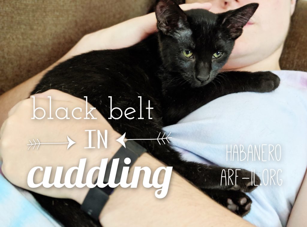16 Reasons Why Black Cats are Awesome A.R.F.Animal Rescue Foundation