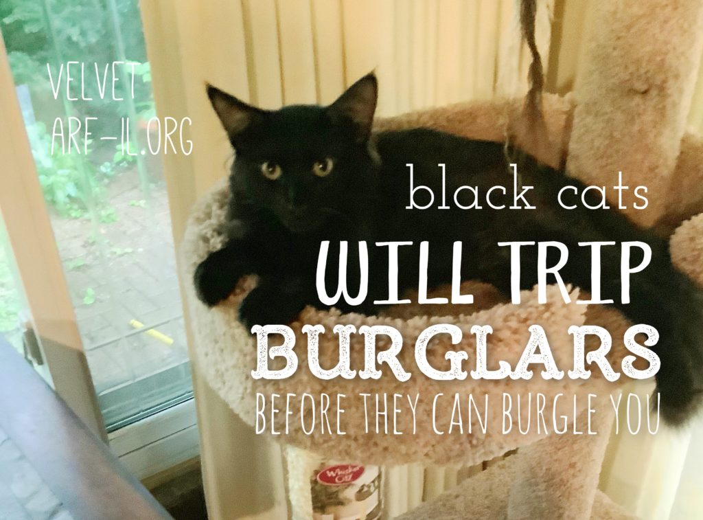 16 Reasons Why Black Cats are Awesome A.R.F.Animal Rescue Foundation