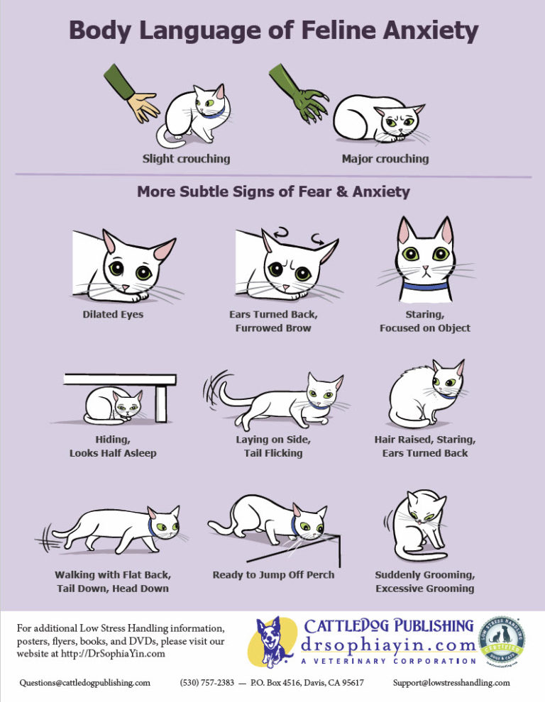 Your Cat is Talking, are You Listening? A.R.F.Animal Rescue Foundation