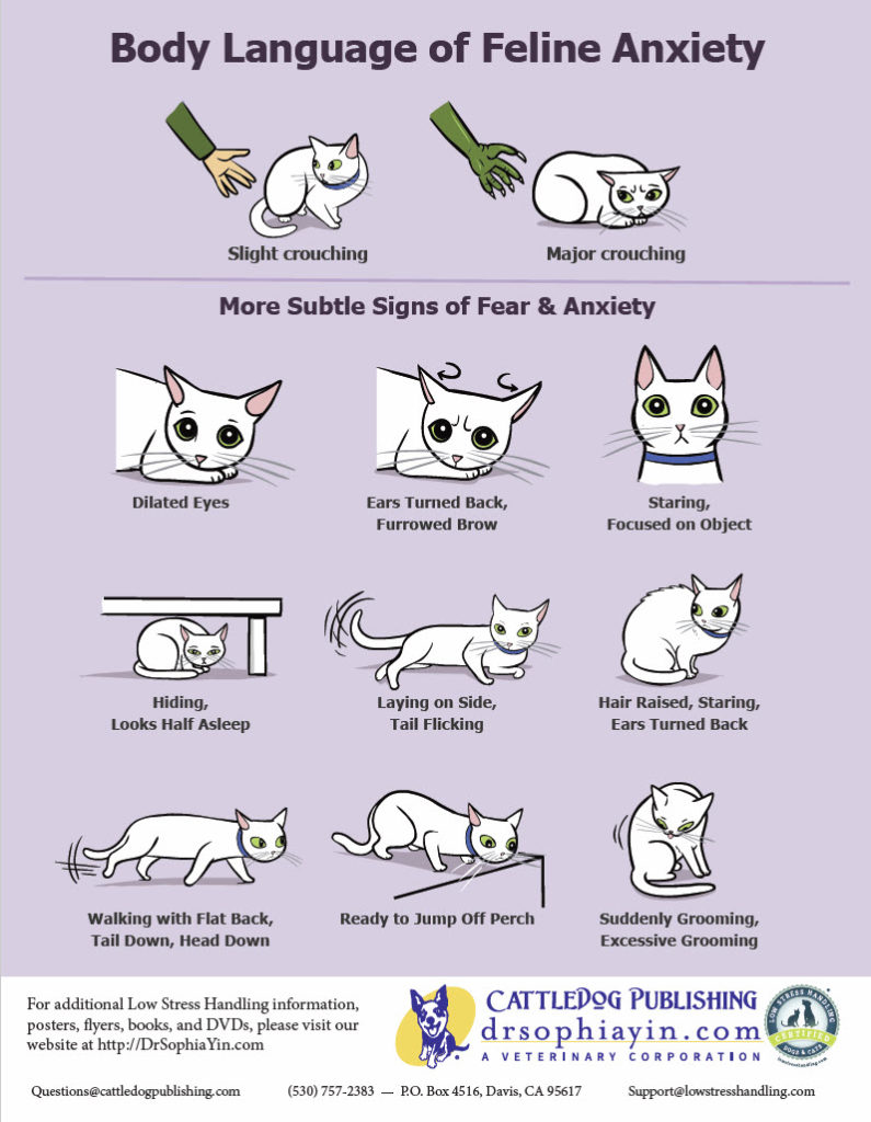 Five Cat Sounds & What They Mean