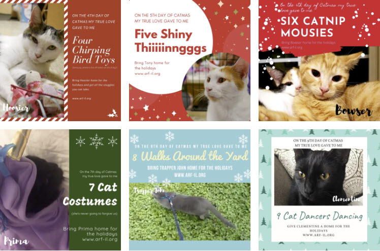 12 Days of Catmas - Adopt a Cat