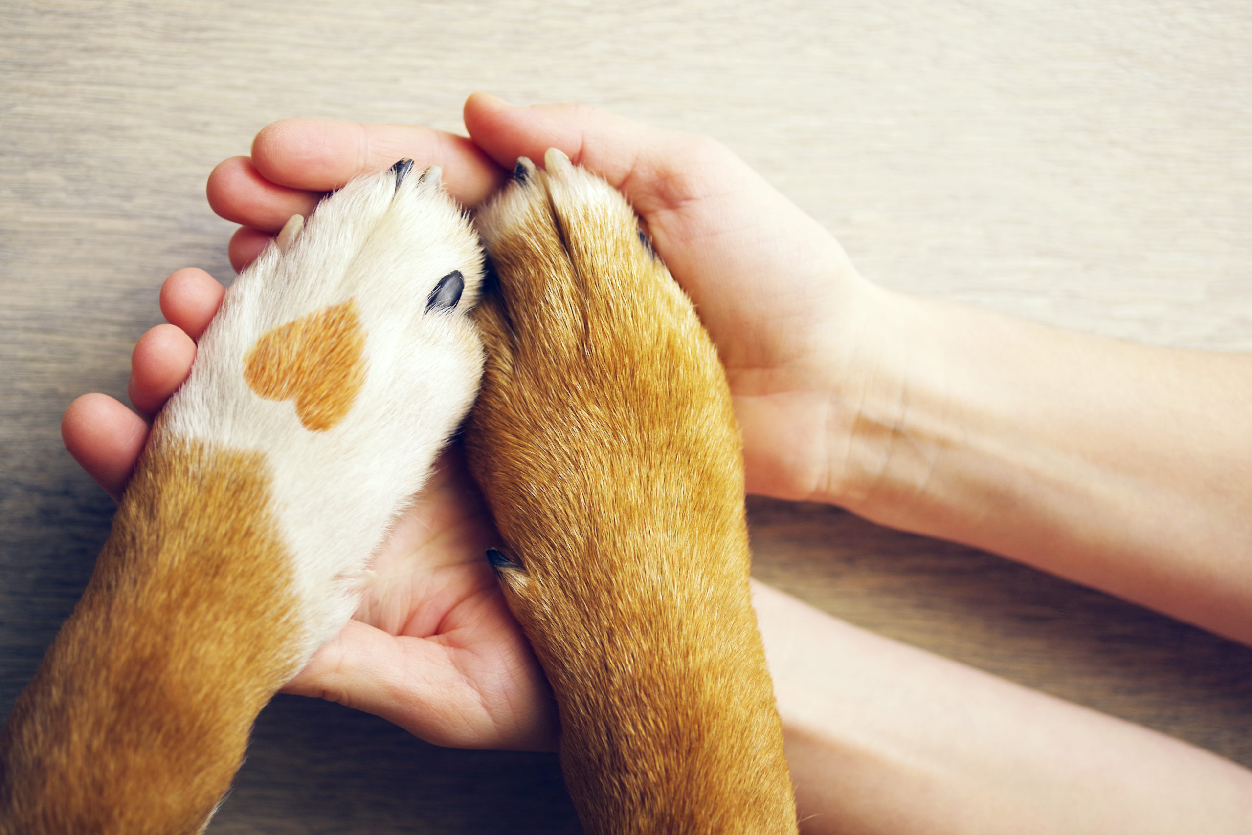 Contact Us A R F Animal Rescue Foundation contact-us-a-r-f-animal-rescue-foundation