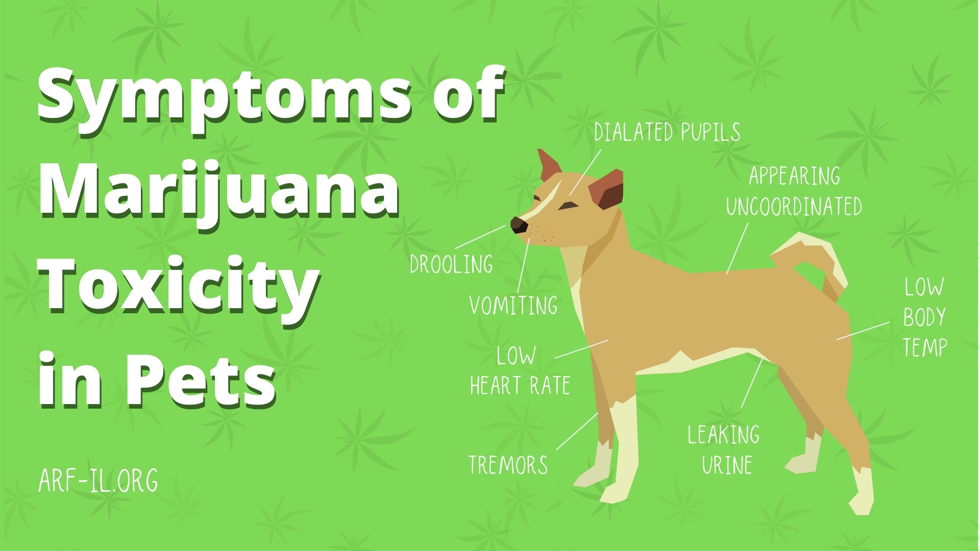 Pet Poison Prevention: Understanding Marijuana Toxicity in Pets