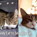 Pinot Cat Rescue Story