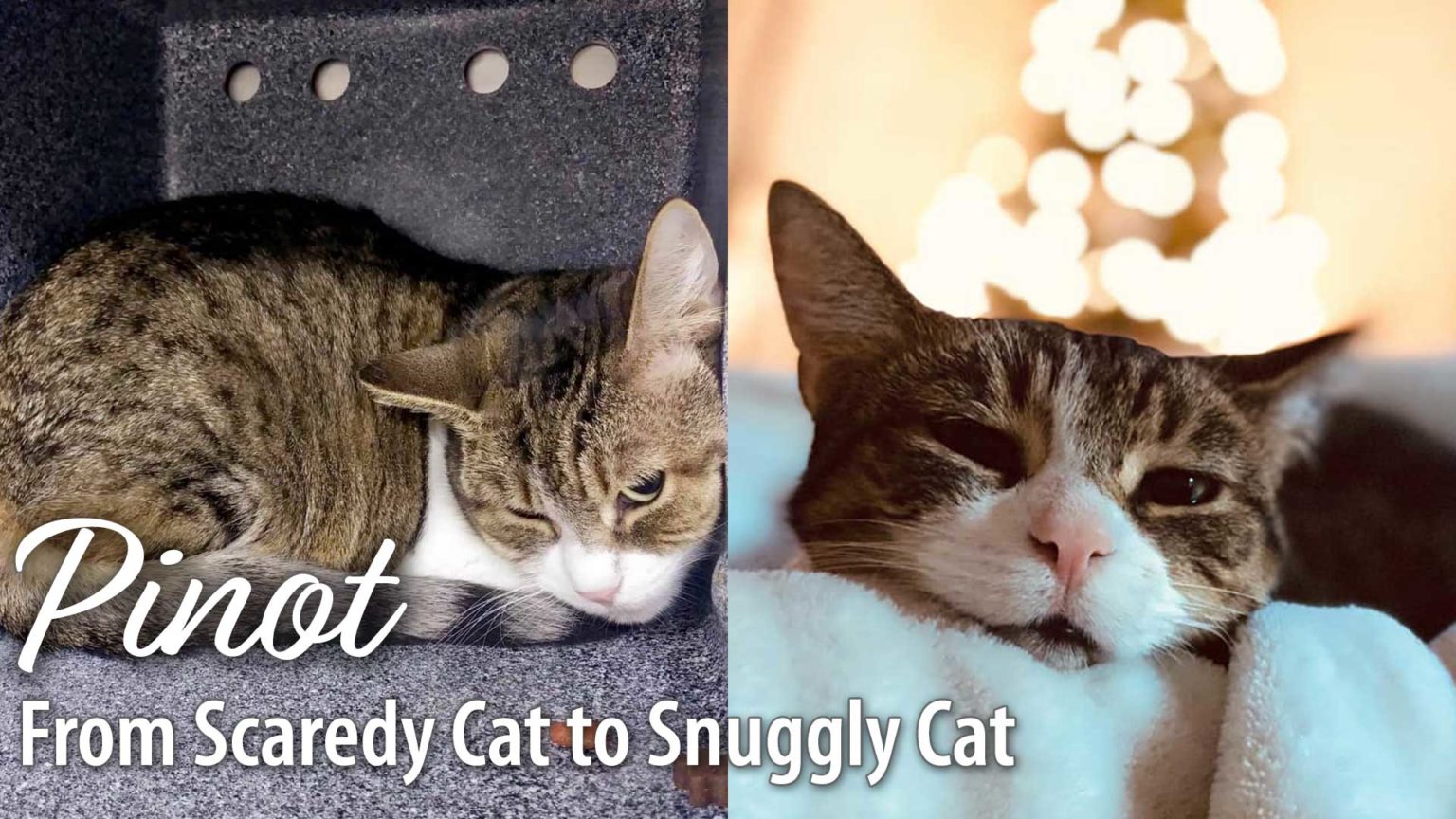 pinot-s-story-from-scaredy-cat-to-snuggly-cat-a-r-f-animal-rescue-foundation