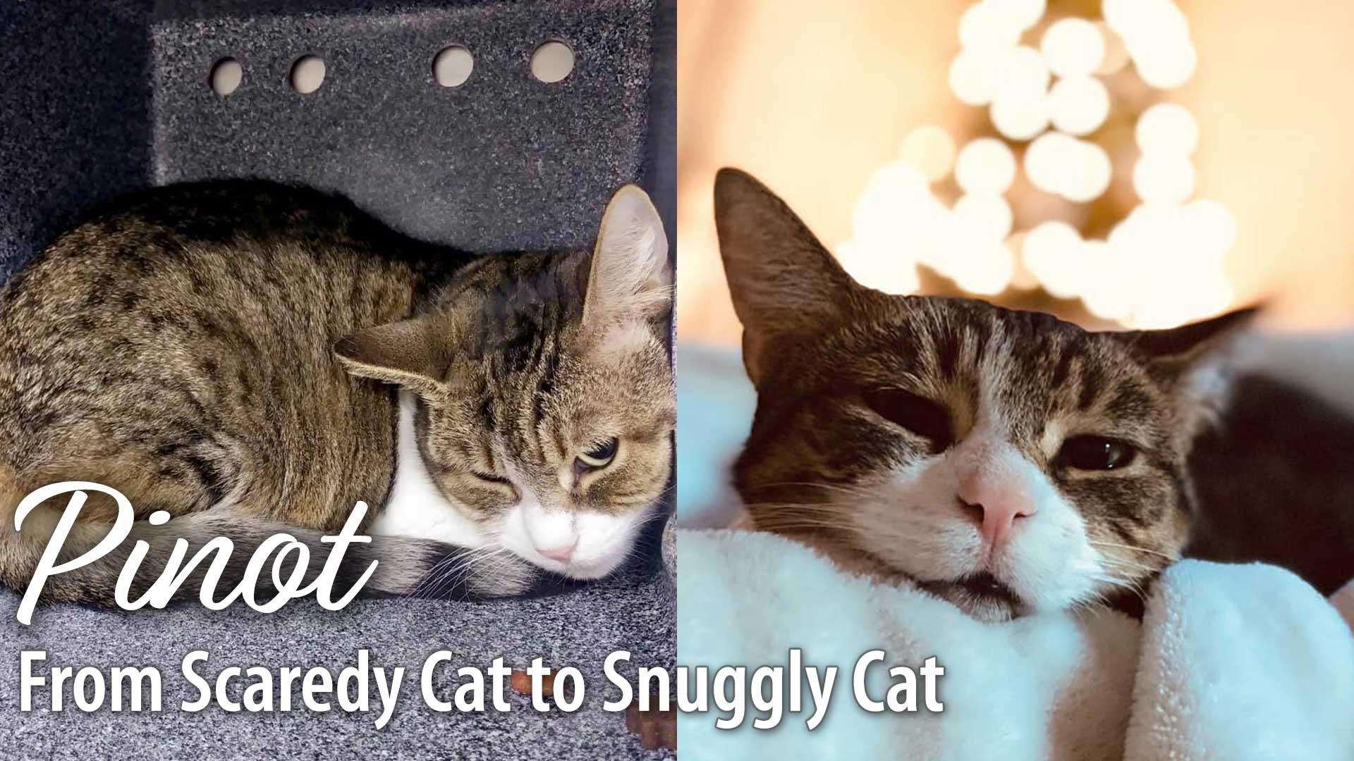 Pinot's Story: from Scaredy Cat to Snuggly Cat - A.R.F.-Animal Rescue  Foundation