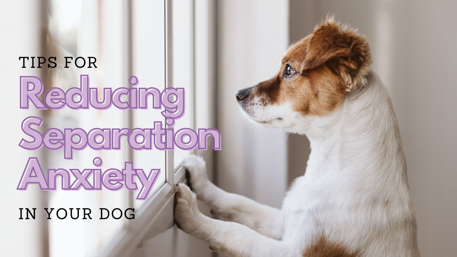 Do Puppies Outgrow Separation Anxiety? - SpiritDog Training