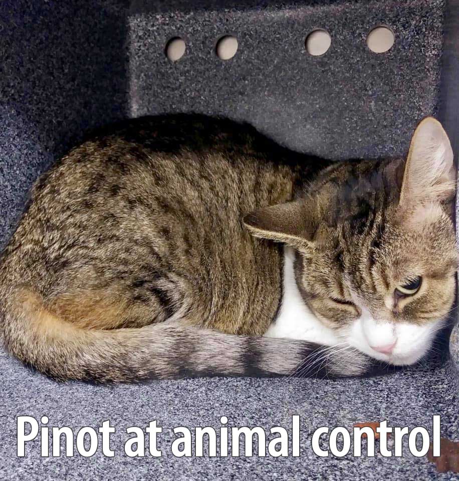 Pinot's Story: from Scaredy Cat to Snuggly Cat - A.R.F.-Animal Rescue Foundation