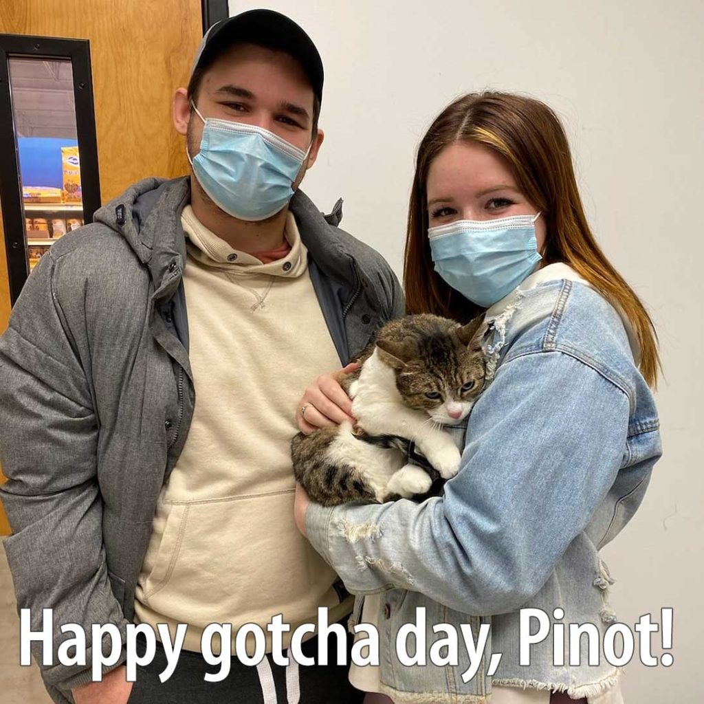 Pinot's Story: from Scaredy Cat to Snuggly Cat - A.R.F.-Animal Rescue Foundation