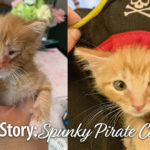 Pinot's Story: from Scaredy Cat to Snuggly Cat - A.R.F.-Animal Rescue  Foundation