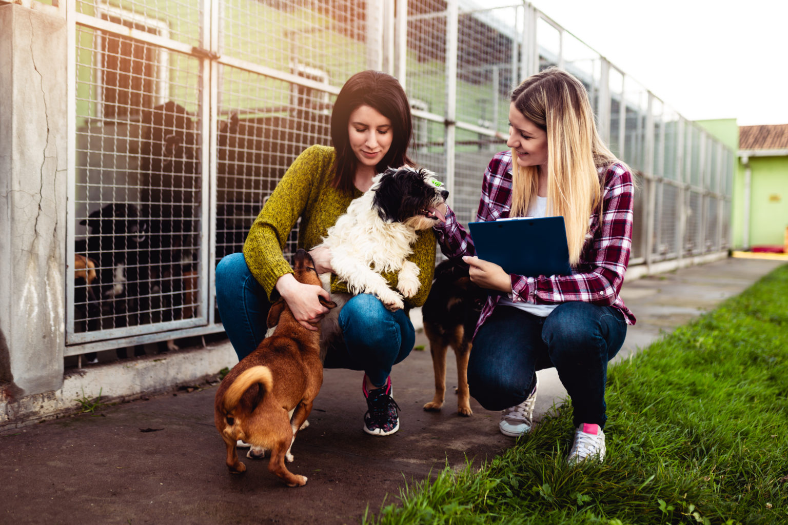 A.R.F.-Animal Rescue Foundation Home