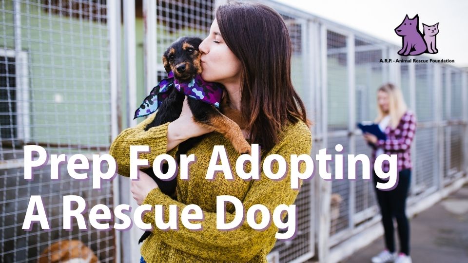 Prep for Adopting a Rescue Dog