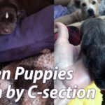 Rescue Puppies Born by C-Section