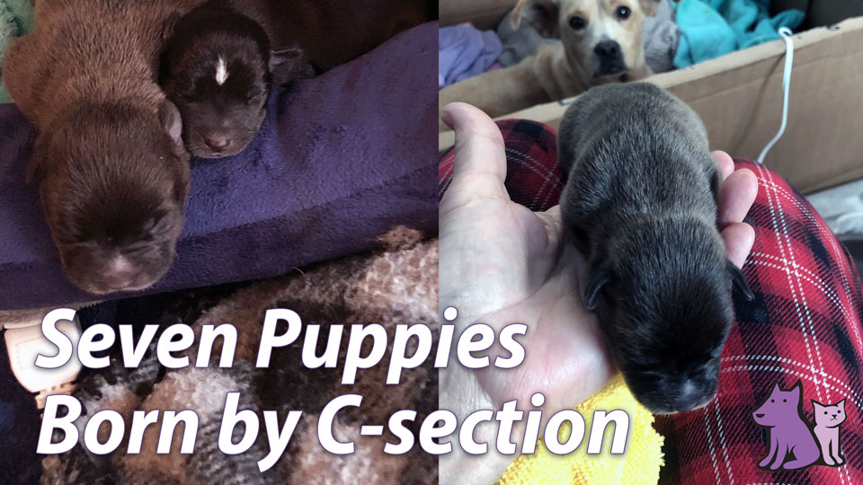Rescue Puppies Born by C-Section