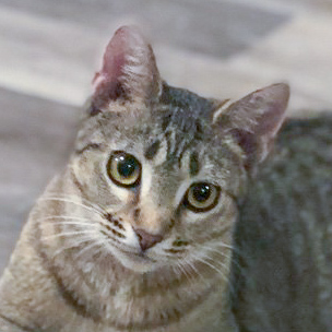 Adopt Villanelle the Cat