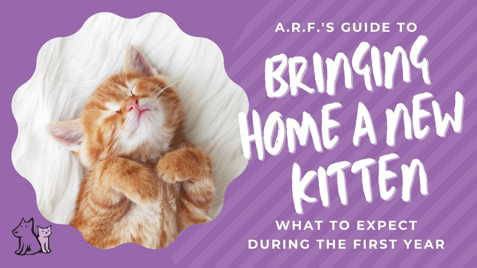 Tips for Adopting a Cat
