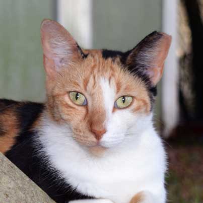 Cat Adoption Adopting a Cat With An Ear Tip