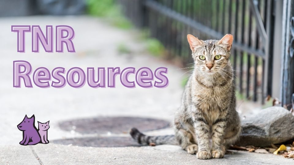 Community / Feral Cat Assistance