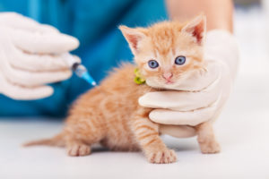 Taking adopted kitten to vet