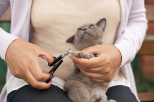 New adopted kitten care, trimming kitten nails