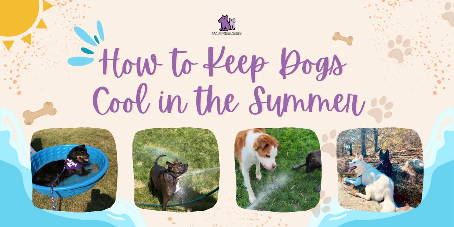 How to Keep Dogs Cool in the Summer A.R.F.Animal Rescue Foundation