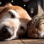 Keep your furry friends safe with our top 3 Illinois winter pet safety tips, from indoor warmth to outdoor protection and paw care.