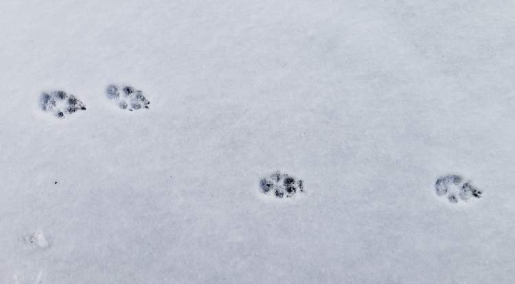 Illinois winter pet safety